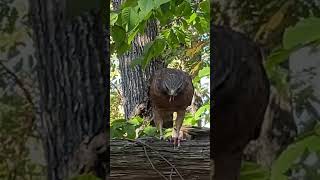 Redshouldered Hawk close encountersnature wildlife [upl. by Saw]