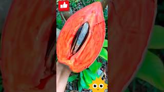 Orange red tasty food viralvideo youtubeshorts miss apple 🍎🍏😋 [upl. by Ardnekal]