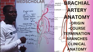 Anatomy of Brachial Artery made easy USMLE NEET PG PLAB FMGE [upl. by Oznarol]