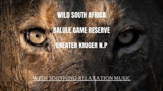 Wild South Africa Balule Game Reserve Greater Kruger Full Video  With Soothing Relaxation Music [upl. by Ieppet]