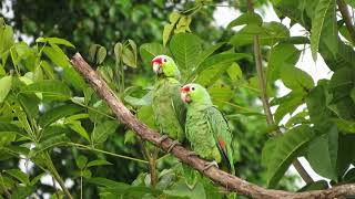 Redlored Amazons Amazona autumnalis [upl. by Genny20]