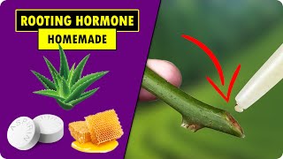 How to Make Rooting Hormone at Home  Homemade Plant Rooting Hormone for Cuttings [upl. by Aidul]