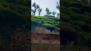 Wild and Young herd of Indian Gaur grazing ￼ [upl. by Us455]