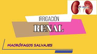 Irrigación Renal  Microanatomía [upl. by Arodnahs]