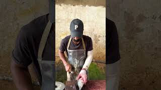 OMG Live Skipjack Tuna Cutting Master Skills [upl. by Eradis242]