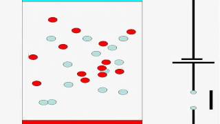 Cell Polarization Depolarization [upl. by Latnahs]