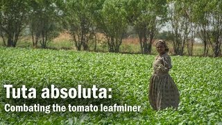 Tuta absoluta Combating the tomato leafminer [upl. by Enerehs]