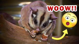 Top 10 facts about sugar gliders that will blow your mind [upl. by Adnelg]