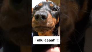 Tallulah sausage myanimal puppy germansausage mydog sausagedog daxie mypet lovemydachshund [upl. by Gelb490]