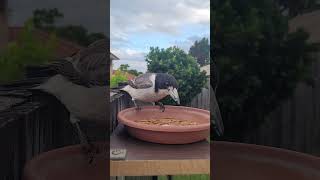 Little butcherbird stopping by 👋 birds birdsofaustralia nature birdlifeaustralia bird [upl. by Hcaz]