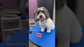 Before amp After with Mesha the Coton de Tulear [upl. by Siuol459]