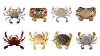 8 Moon Crab Species with Scientific Names  Matutidae Family Infraorder Brachyura MoonCrabs crab [upl. by Duster]