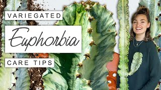 Variegated Euphorbia TIPS  TRICKS 🌵 Complete Care Guide For Euphorbia Variegata [upl. by Drahcir]