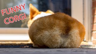 Funny and Cute Corgi Compilation  Best Funny Corgi Videos Part 2 [upl. by Prady]