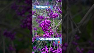 beautyberry bush naturelovers [upl. by Grethel516]