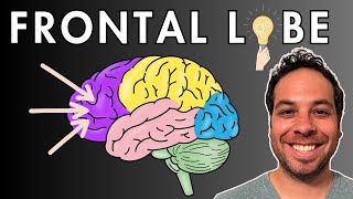 The Frontal Lobe  Location and Function [upl. by Atreb45]