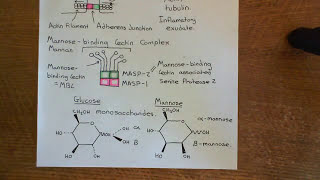 The Lectin Complement Pathway Part 2 [upl. by Eenerb122]