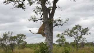 Epic video of lions vs hyenas [upl. by Adniral240]