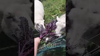 will sheep eat purple kale funnyanimals sheep mukbang nz [upl. by Atires643]