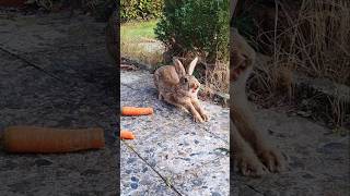 Hello again im Garten kleines Wildkaninchen shorts kaninchen rabbit [upl. by Row675]