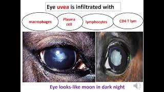 Leptospirosis pathology [upl. by Llebanna]