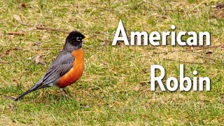 American Robin  Meet the Birds of the Humber Arboretum [upl. by Joses936]