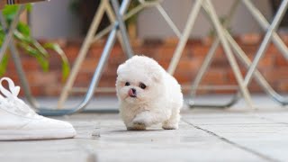 Mini bichon frise for sale │ Miniteacuppuppy [upl. by Ynohtnaleahcim]