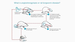 What is Rat Lungworm Angiostrongylus Disease [upl. by Beeck413]