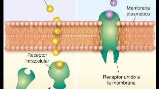 Transporte en masa Endocitosis y Exocitosis [upl. by Sully]