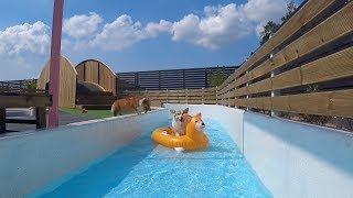 Corgi Floating in Pool [upl. by Thistle]