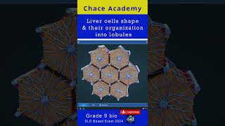 Livercells shape and their organization into lobules ncp education [upl. by Ossie956]