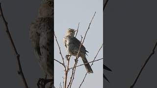 Sage Thrasher Sings Its Heart Out [upl. by Enilraep]