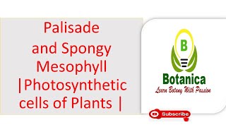 Leaf anatomyIII Palisade and Spongy Mesophyll Photosynthetic cells of Plants [upl. by Adnorehs947]