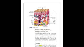 Milady Esthetician Chapter 3 Physiology amp Histology of the Skin [upl. by Cox94]