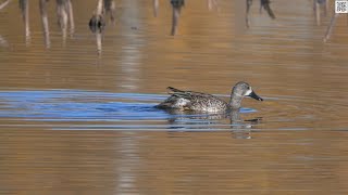 BlueWinged Teal dabbles in Salisbury NB [upl. by Aneerbas]