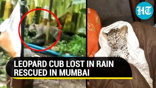 Leopard cub roams Mumbai’s Aarey colony amid rain Watch how it was rescued [upl. by Ahsemac]