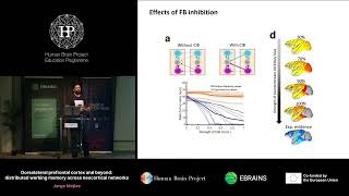 Jorge Mejias  Dorsolateral prefrontal cortex and beyond distributed working memory across [upl. by Iat135]