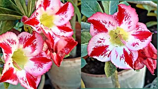 Como trasplantar la Rosa del desierto adenium [upl. by Anyr950]