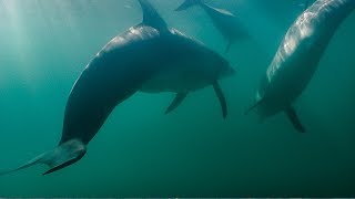 Thresher Sharks Have Stunning Tails [upl. by Acinomal]