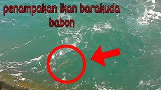 Tes unit SKBR di laut langsung poin ikan babonquot [upl. by Ruffi]