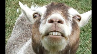 Top 10 Funny Goat Videos  Funniest Goats BEST OF [upl. by Shirk]