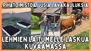 Nyt nautitaan auringonsta  Lehmien laitumelle lasku tapahtuma  Puutarhahommat jatkuu [upl. by Aihgn358]