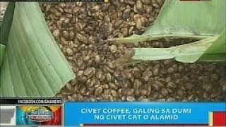 BP Civet coffee na ginagawa sa Kapatagan Davao del Sur pangexport na rin [upl. by Niotna]