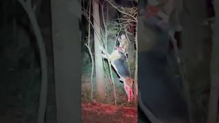 TALKING To Them walker treeing coonhound coonhunting shorts subscribe raccoon nightlife [upl. by Hirsh]