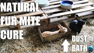 Giving Dust Baths to ALL our Rabbits  Natural Fur Mite Cure amp Preventitive for the Enitre Rabbitry [upl. by Ennasirk380]