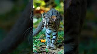 Rusty Spotted Cat  The Worlds Smallest Cat  wildanimals animals wildlife [upl. by Virgil]