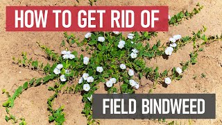 How to Get Rid of Field Bindweed Weed Management [upl. by Sim582]