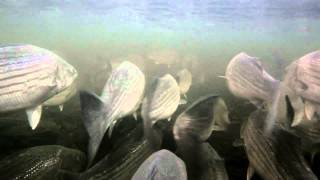 Striped Bass Running in Shubenacadie River Nova Scotia April 2012 [upl. by Darnell]