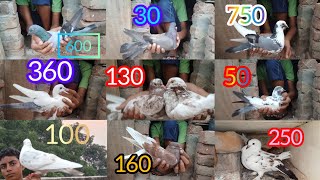 Pigeon for sale 🥰 very low in price 😲 contact this no 9984661510 trainding pigeon kabuter video [upl. by Orit903]