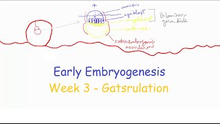 Week 3 Part 1 Gastrulation  Medical Embryology [upl. by Opalina]